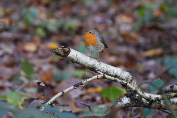 Little robin on a branch in a forest in the netherlands