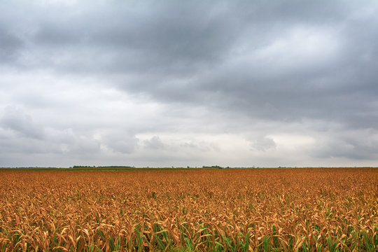 a beautiful field of corn and a crazy sky