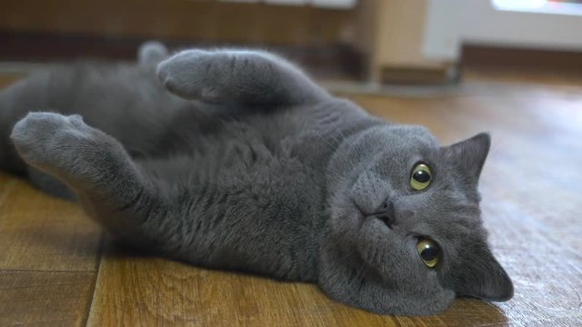 British cat lying on the floor on his back, trying to sleep. happy cat
