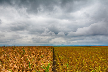 a beautiful field of corn and a crazy sky © nedomacki