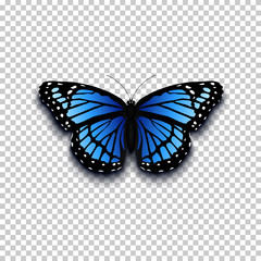 Fototapeta na wymiar Realistic butterfly icon.