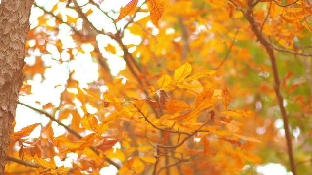 Yellow Autumn Forest