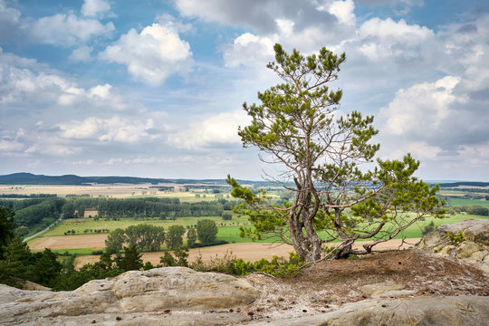 Baum auf der Teufelsmauer bei Timmenrode im Nationalpark Harz