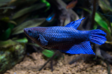 Female Betta splendens blue fish. Siamese fighter