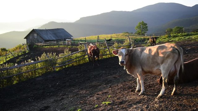 Cows on sunny meadow