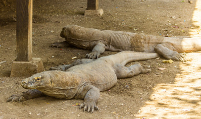 Komodo Dragon on Comodo Island, Indonesia
