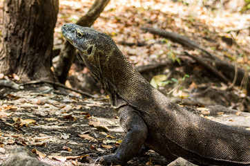 Komodo Dragon on Comodo Island, Indonesia
