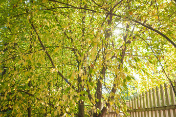 Fototapeta premium Sunshine through autumn color foliage