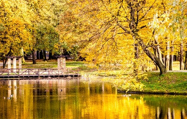 Colorful autumn park with lake and colored trees