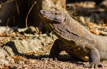 Komodo Dragon on Comodo Island, Indonesia