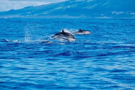 Striped dolphins in the Azores.