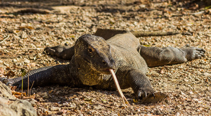 Komodo Dragon on Comodo Island, Indonesia