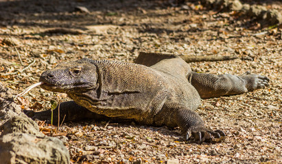 Fototapeta premium Komodo Dragon on Comodo Island, Indonesia