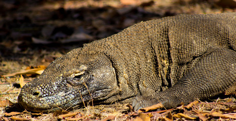 Obraz premium Komodo Dragon on Comodo Island, Indonesia