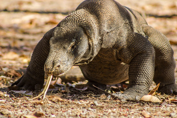 Obraz premium Komodo Dragon on Comodo Island, Indonesia