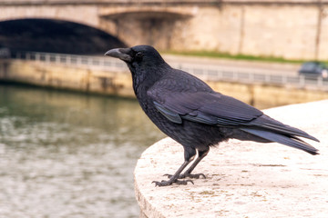 Raven in Paris