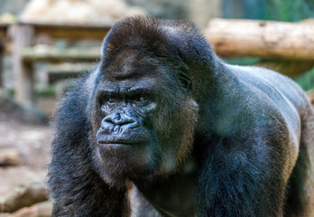 Blinder Gorilla