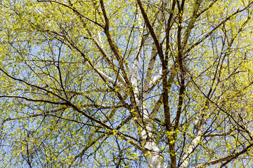 Birch tree foliage from below