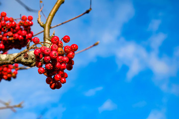 branches of a mountain ash against the sky