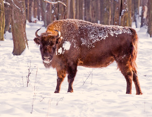 Bison wood winter