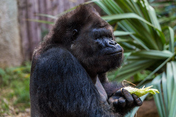Gorilla