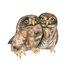 Owls. Owlet are hugging. Lovely chicks isolated on white background. Watercolor. Illustration. Picture.