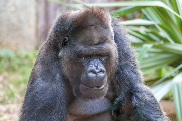 Gorilla