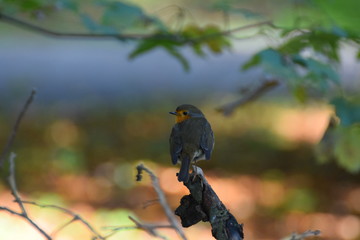Little robin on a branch in a forest in the netherlands