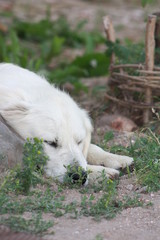 White Labrador.