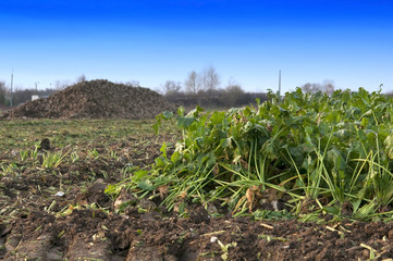 Fototapeta na wymiar farmers harvest sugar beet
