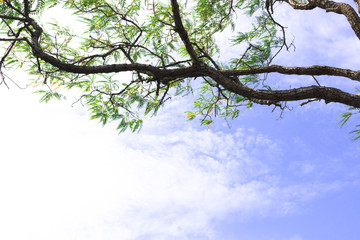 The branch of tree with the small leaves in cloudy sky