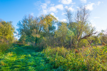 Path through a field along trees in sunlight at fall
