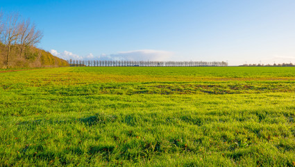 Row of trees along a field in sunlight in autumn