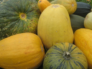Pumpkins and Zucchini