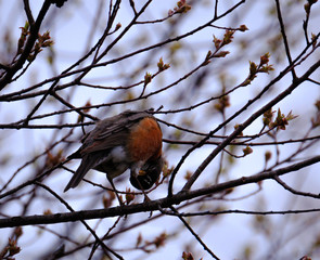 American Robin perched in a tree looking upside down through his feet.