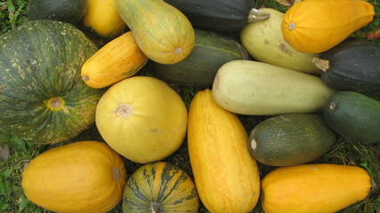Pumpkins and Zucchini
