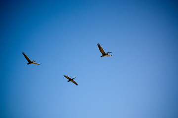 Three Pelicans Flying In Clear Sky