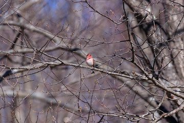 Purple Finch perching in tree