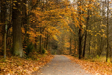 Fototapeta premium Autumn road in Czech republic