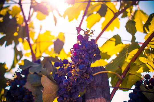 Sun Shining on Wine Grapes