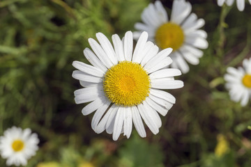 Summer daisies on the lawn © Julia Sedaeva 