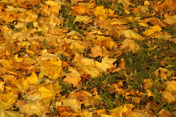 leaves