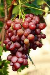 bunch of ripe grapes