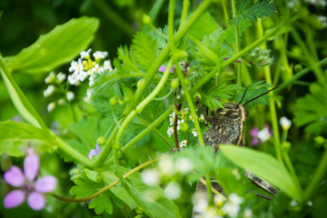 Grasshopper