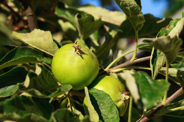 apples on a branch