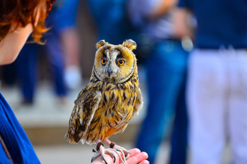 The owl with the big orange eyes and a penetrating glance sits on a hand. The big claws and a sharp beak help a predator to extract food. The owl can be separated easily from a dim background.