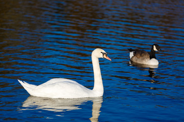 Two white swans on a lake