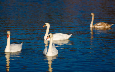 Fototapeta premium Four white swans floats in blue water of lake
