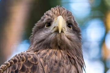 Adler