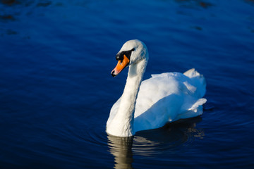 Graceful white swan